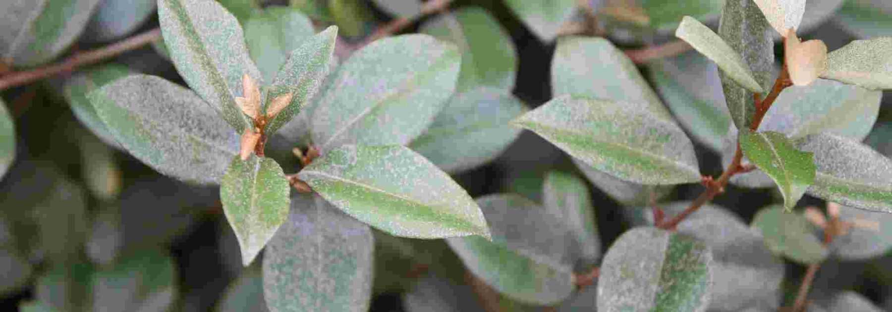 How to choose your <em>Eleagnus</em>?