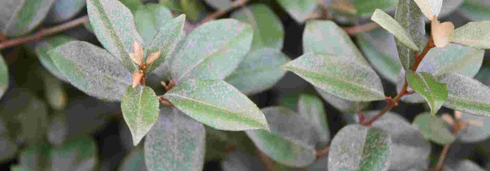 How to choose your <em>Eleagnus</em>?
