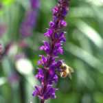 10 plants with flower spikes: the most beautiful varieties