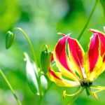 Gloriosa: Planting, Growing and Caring for
