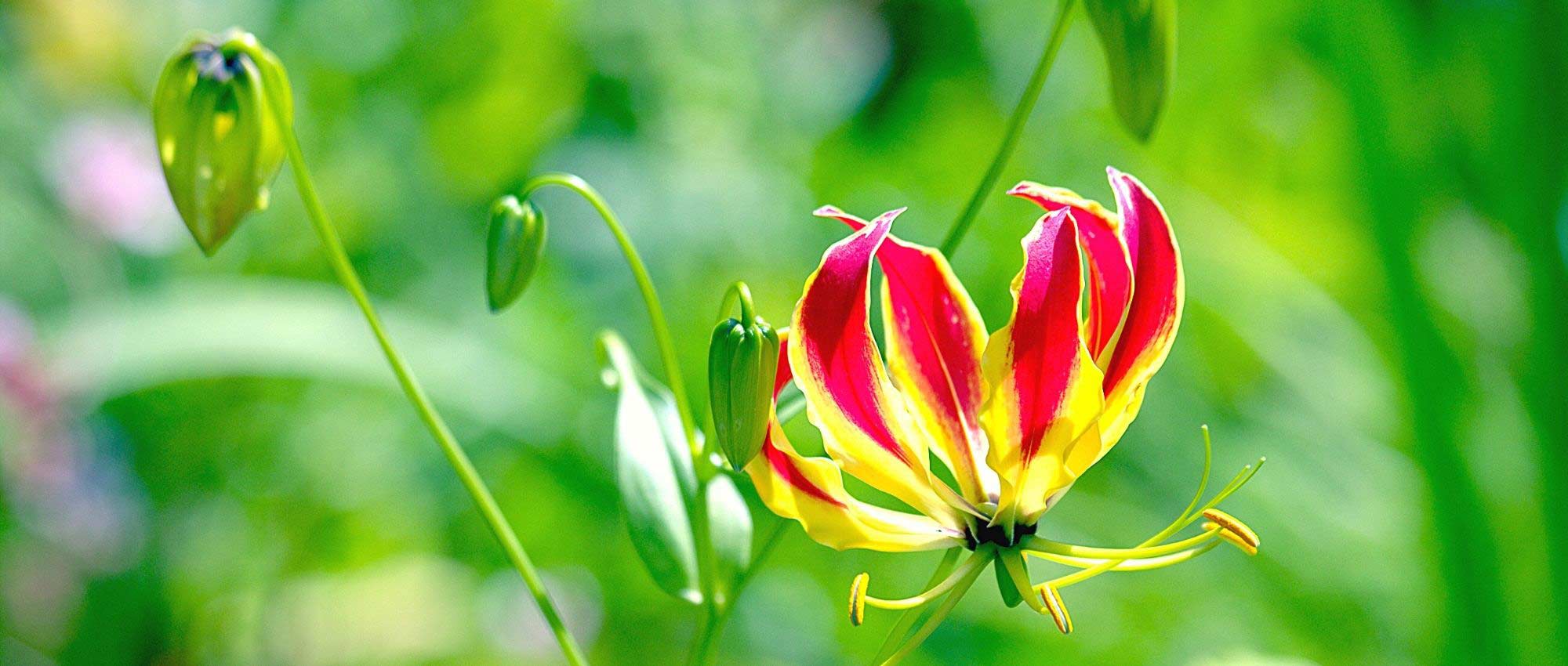 Gloriosa: Planting, Growing and Caring for