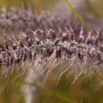 6 grasses for pots