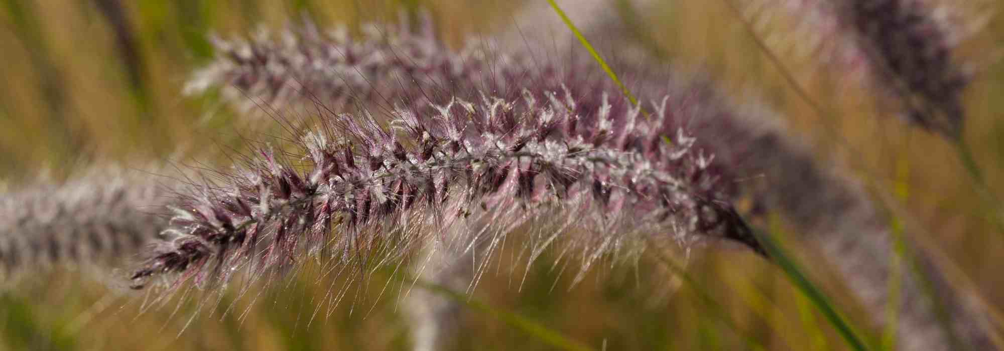 6 grasses for pots
