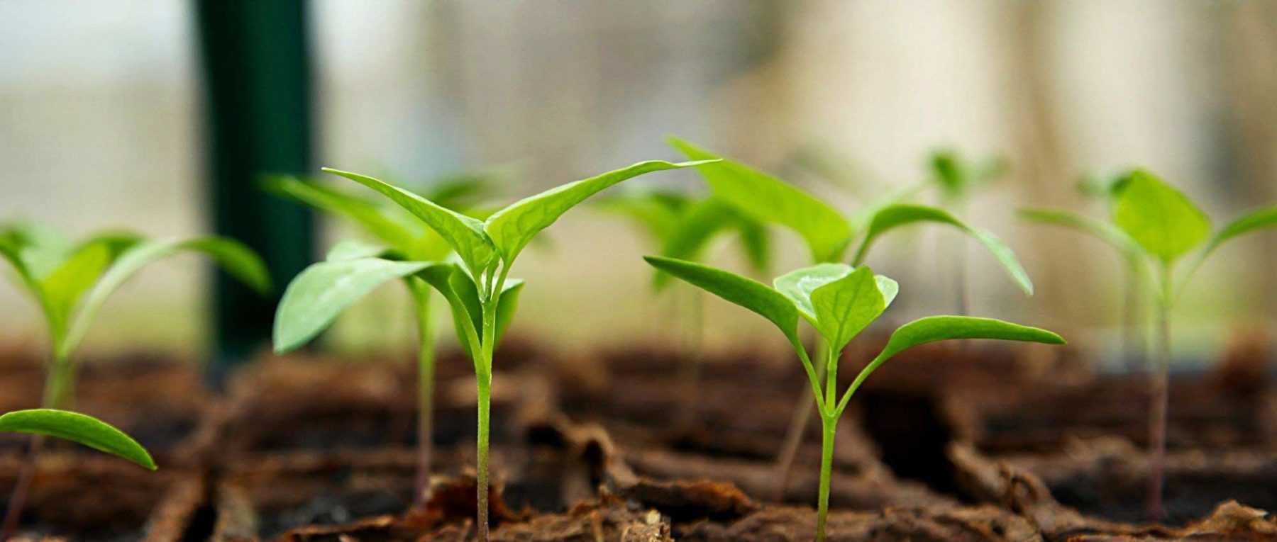 Mini greenhouse: what is it for? How to use it?