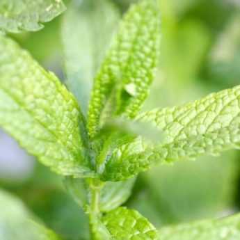 How to take a mint cutting?