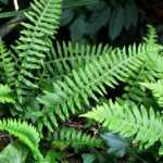 Polypodium: planting, growing, and caring for