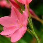 Schizostylis: planting, cultivation