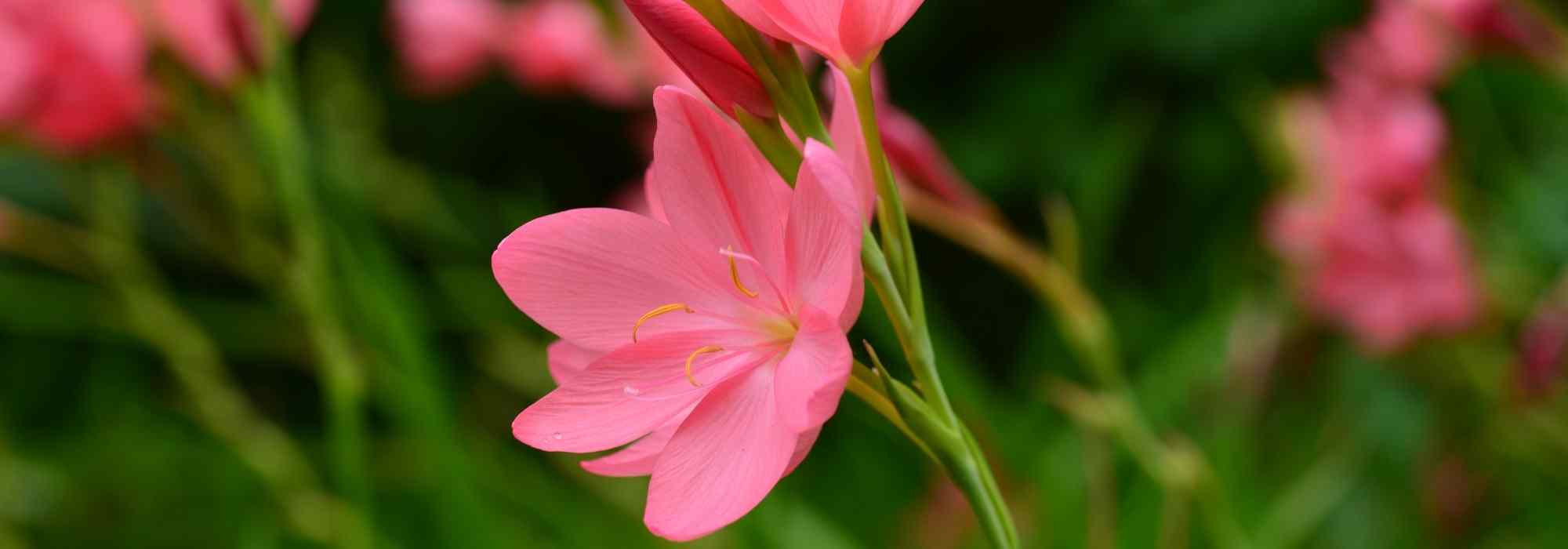 Schizostylis: planting, cultivation