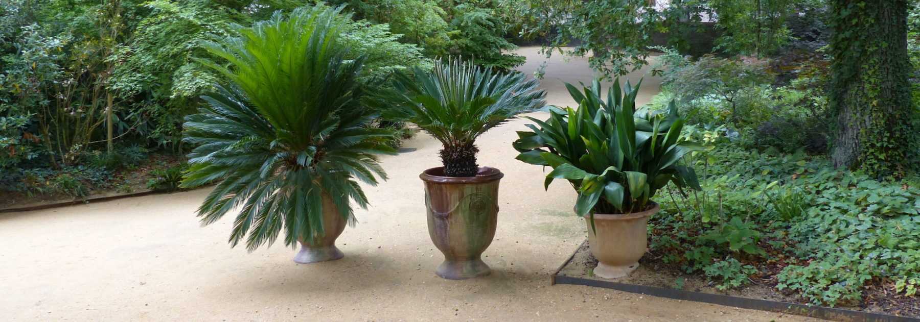 Protecting Mediterranean bushes in winter