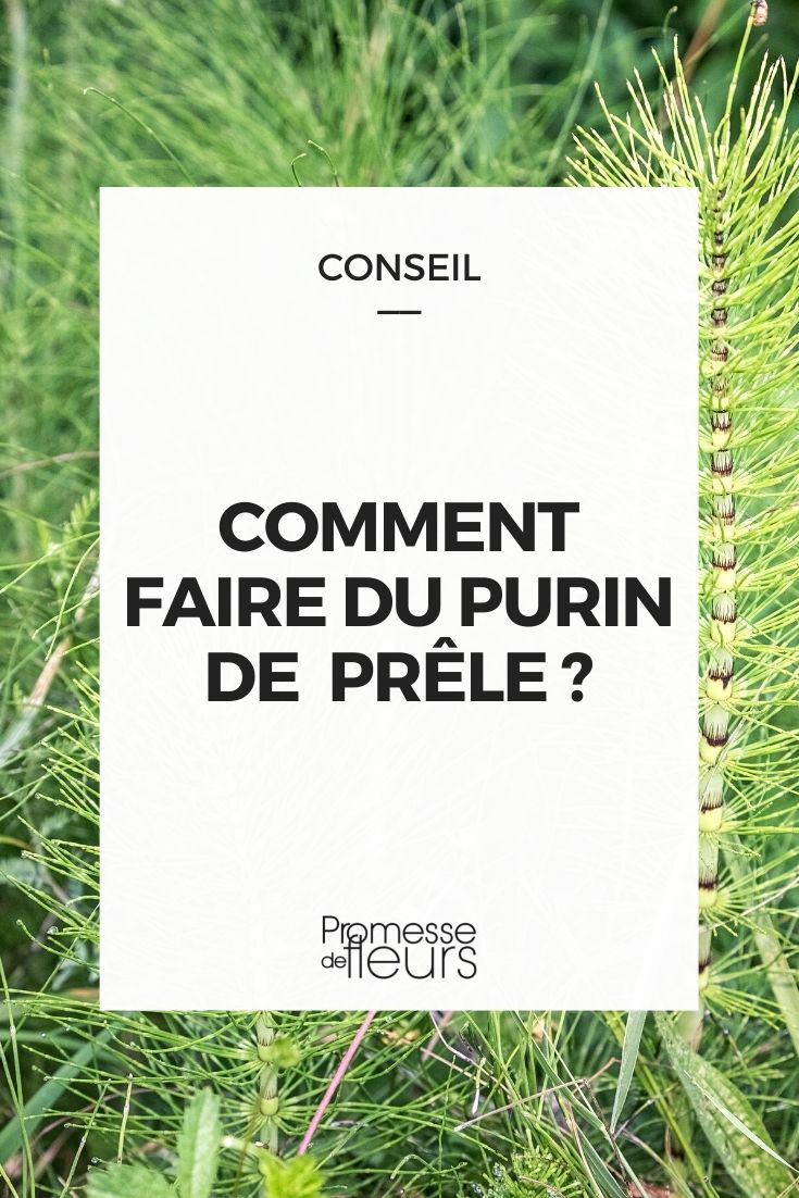 How to Make Horsetail Manure
Horsetail manure is an excellent organic solution for strengthening plant resistance against fungal diseases. Here’s a step-by-step guide on how to prepare it:
1. **Gather Horsetail**: Collect fresh horsetail plants. You will need about 1 kg of fresh horsetail for 10 litres of water.
2. **Chop the Horsetail**: Cut the horsetail into smaller pieces to increase the surface area, which will help in releasing its properties more effectively into the water.
3. **Soak**: Place the chopped horsetail in a large container and cover it with water. Use rainwater if possible, as it is chlorine-free and better for making plant manures.
4. **Ferment**: Allow the mixture to ferment for about a week. Stir it daily to ensure that the fermentation process is even. You will notice a strong smell; this is normal.
5. **Strain**: After a week, strain the mixture to remove all solid parts. The remaining liquid is your horsetail manure.
6. **Dilute**: Before using, dilute the manure with water. Typically, a ratio of 1 part manure to 5 parts water is used for foliar applications.
7. **Apply**: Spray the diluted manure on the plants early in the morning or late in the evening. Avoid applying during the hot parts of the day to prevent leaf burn.
Horsetail manure can be stored for up to a year if kept in a cool, dark place. Make sure to label the storage container with the date of preparation. Use this natural remedy to keep your garden healthy and thriving! How to Make Horsetail Manure
Horsetail manure is an excellent natural remedy for strengthening plant resistance and combating fungal diseases. Here’s a step-by-step guide on how to prepare it:
1. **Gathering Horsetail**: Collect fresh horsetail (Equisetum arvense) during the growing season. Ensure you gather from clean areas, free from chemical pollution.
2. **Preparation**: For every kilogram of fresh horsetail, you will need about 10 litres of water. It’s best to use rainwater or non-chlorinated water to preserve the natural properties of the horsetail.
3. **Maceration**: Place the horsetail in a large container and cover it with the water. Let it macerate for about 24 hours.
4. **Fermentation**: After maceration, let the mixture ferment. This process will take approximately one to two weeks. Stir the mixture daily to aid fermentation.
5. **Straining**: Once fermentation is complete, strain the liquid to remove all solid particles. This will make the application easier and prevent any clogging of your sprayer.
6. **Dilution**: Before using the horsetail manure, dilute it with water. Typically, a dilution ratio of 5% (or 20 times the volume of water to manure) is effective.
7. **Application**: Apply the diluted horsetail manure to your plants early in the morning or late in the evening. Avoid application during strong sunlight to prevent leaf burn.
8. **Frequency**: For preventive use, apply every two weeks. If you are treating an active fungal infection, apply once a week until improvement is observed.
Horsetail manure is a sustainable and eco-friendly option for gardeners looking to avoid synthetic chemicals. It not only helps in disease prevention but also plays a role in nutrient cycling in your garden. Happy gardening!