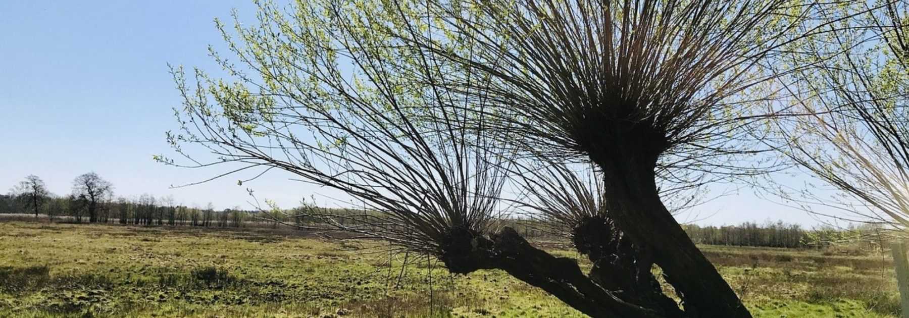 How to prune and maintain pollarded trees?