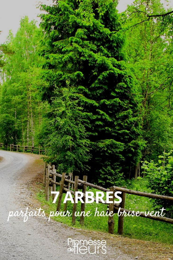 7 Trees for a Windbreak Hedge