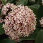 7 bushes for a city garden