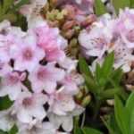 7 dwarf bushes to grow in pots on an east-facing balcony