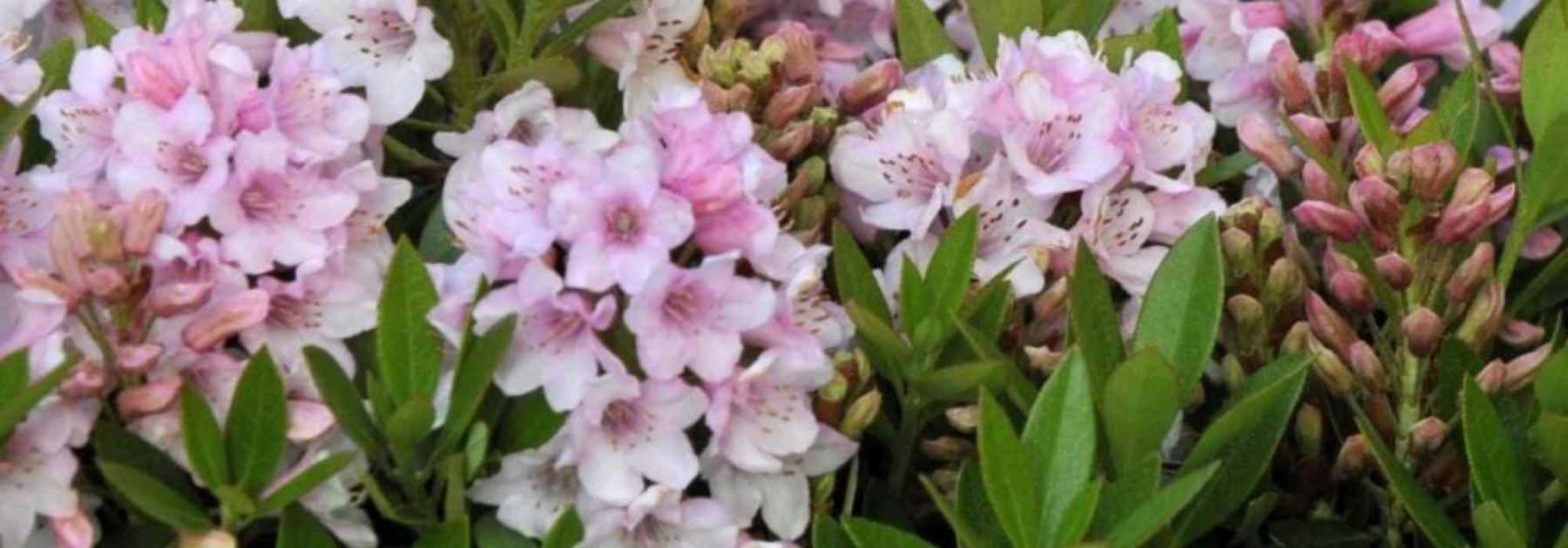 7 dwarf bushes to grow in pots on an east-facing balcony