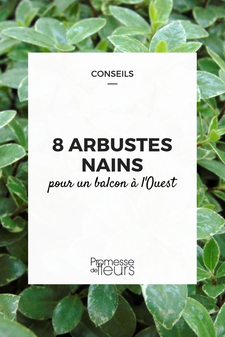8 Dwarf Bushes for a West-Facing Balcony 8 Dwarf Bushes for a West-Facing Balcony