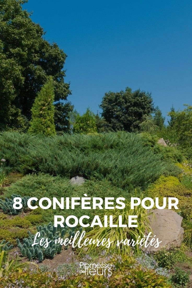 rock garden conifers