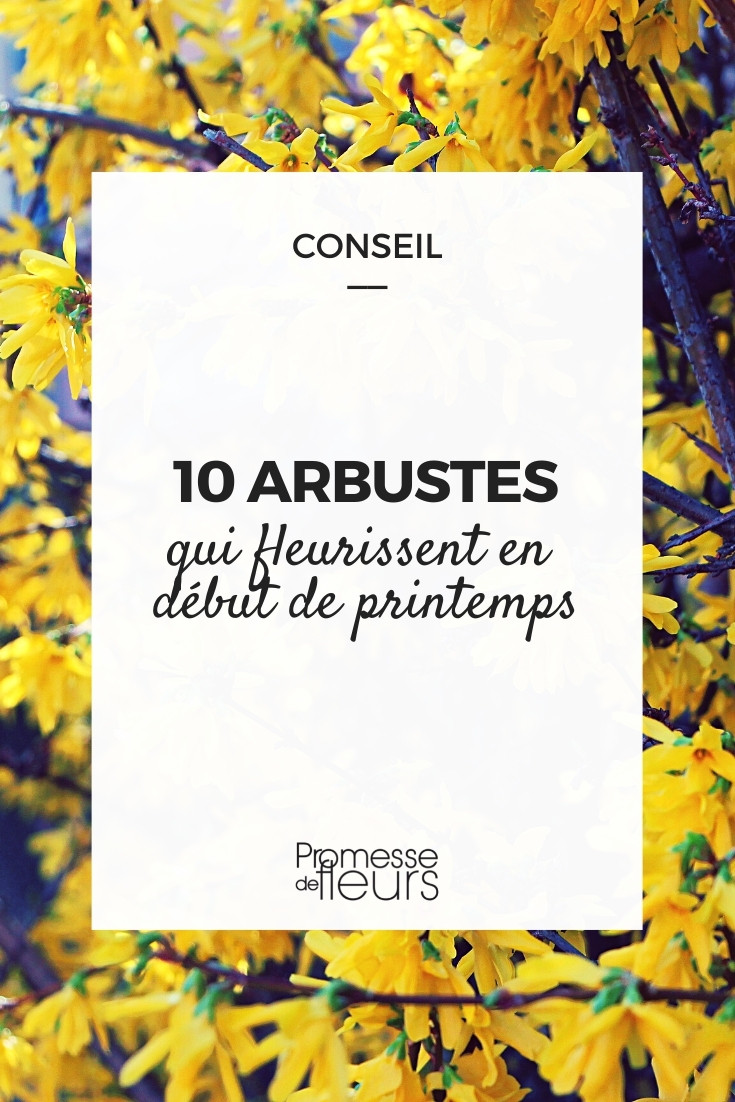 Bushes-Flowering-Early-Spring