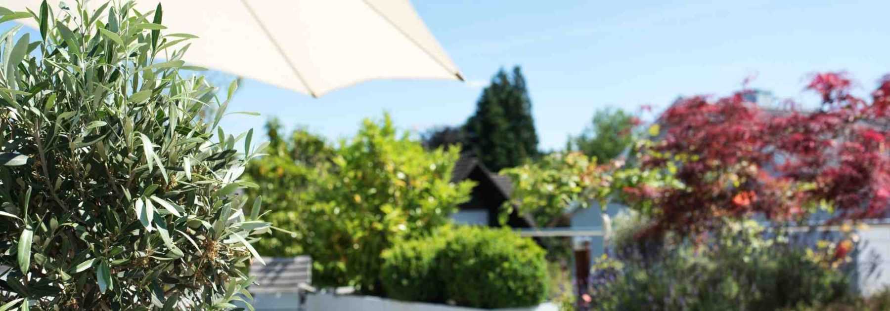 8 dwarf bushes to grow in pots on a west-facing balcony
