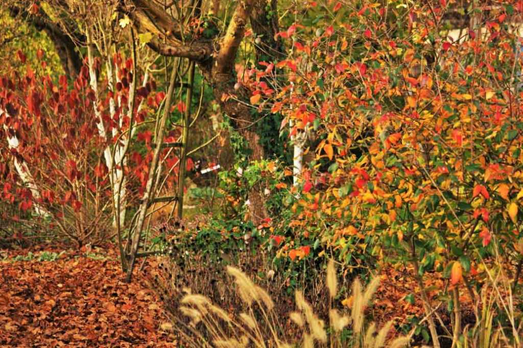 7 superb flower beds for autumn