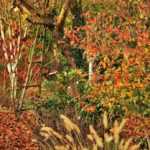 7 superb flower beds for autumn