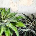 Mangave: Planting, Growing, and Caring for It