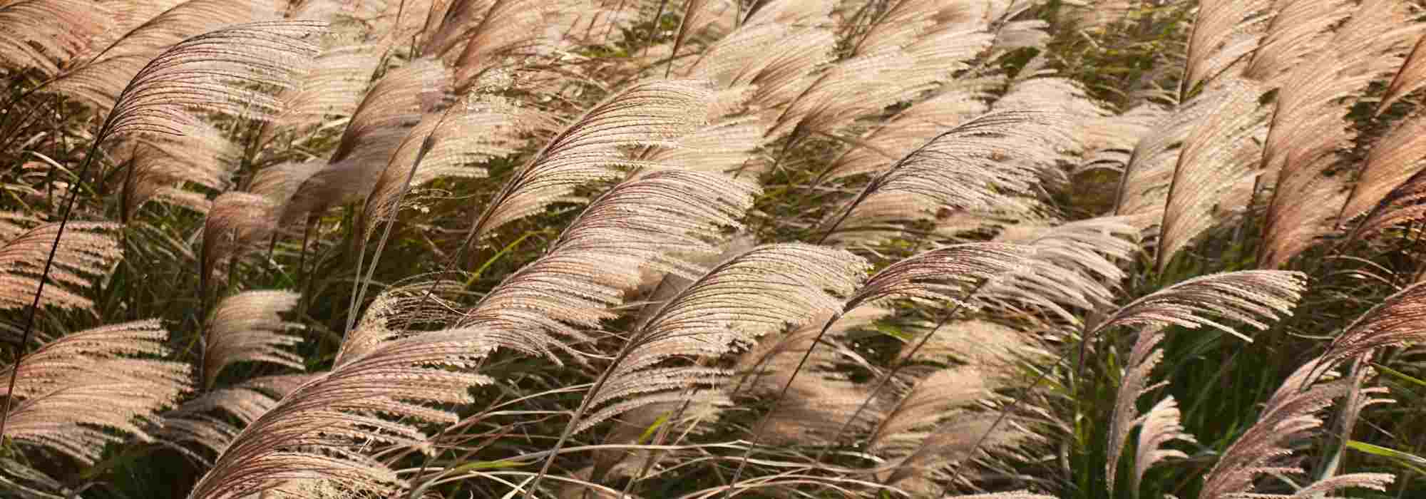 How to choose a <em>Miscanthus</em>?