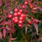 Nandina, heavenly bamboo: 5 ideas for plant pairings