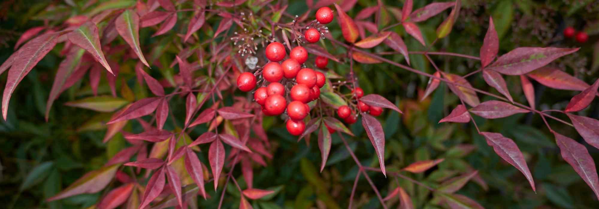 Nandina, heavenly bamboo: 5 ideas for plant pairings