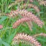 Pennisetum buying guide