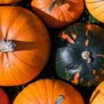Pumpkin: planting, sowing, cultivation
