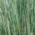 Schizachyrium scoparium: planting, cultivation