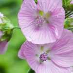 Sidalcea: planting, cultivation