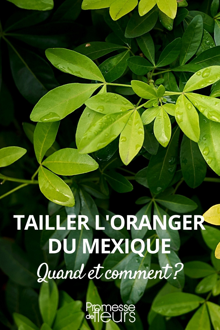 Pruning the Mexican Orange Blossom