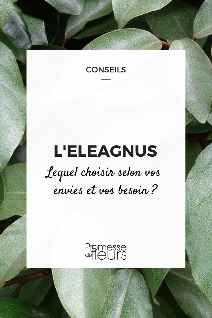 Choosing the Right Elaeagnus for Your Garden Choosing the Right Eleagnus for Your Garden