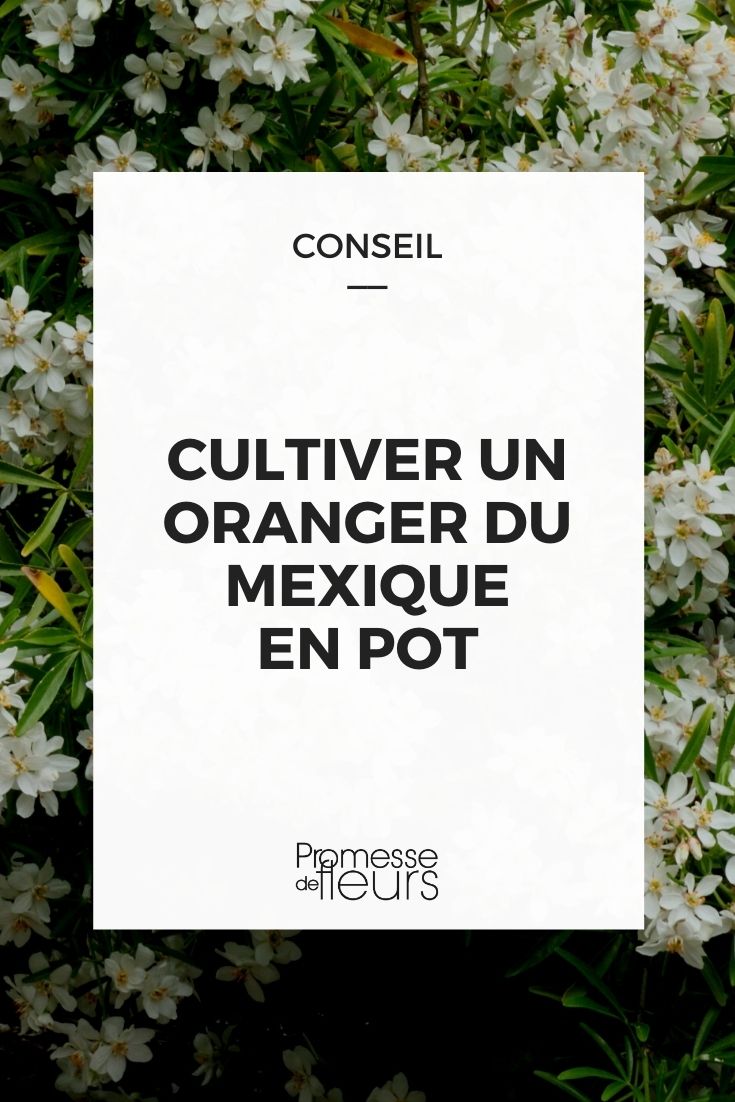 Mexican Orange in a Pot Growing a Mexican Orange Blossom in a Pot