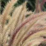 Pennisetum : 7 ideas for pairing them well