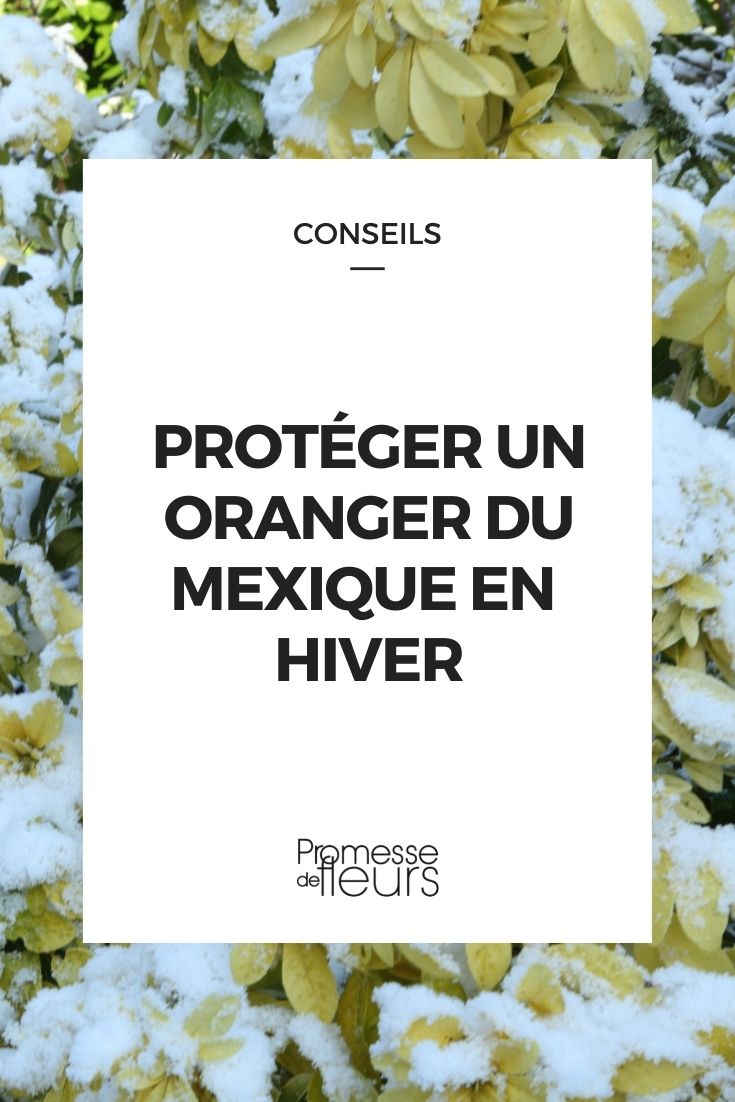 Protecting a Choisya during Winter
As winter approaches, it's crucial to ensure that your Choisya, also known as Mexican Orange Blossom, is well-protected from the cold. This evergreen shrub, with its aromatic leaves and star-shaped flowers, can be vulnerable to frost and severe cold snaps. Here are some tips to help your Choisya thrive through the winter months.
1. **Location**: Plant your Choisya in a sheltered spot that minimizes exposure to harsh winds and severe frost. A south-facing wall can be ideal as it provides additional warmth and protection.
2. **Mulching**: Apply a generous layer of mulch around the base of the plant. This will help to keep the roots warm and prevent the soil from freezing. Organic materials like bark chips or straw are excellent choices.
3. **Frost Protection**: On particularly cold nights, consider covering your Choisya with a frost cloth or horticultural fleece. Ensure that the cover is secured but not too tight, allowing air to circulate.
4. **Pruning**: Avoid heavy pruning in the autumn as this can stimulate new growth which is more susceptible to frost damage. If necessary, lightly prune in late winter or early spring to remove any damaged or diseased branches.
5. **Watering**: Reduce watering as the temperature drops, but ensure the soil does not completely dry out, especially if your Choisya is in a pot.
By following these steps, your Choisya should remain healthy and vibrant, ready to burst into bloom when spring arrives. Mexican orange