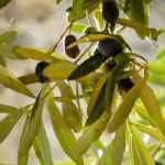How and when to prune an Olive tree?