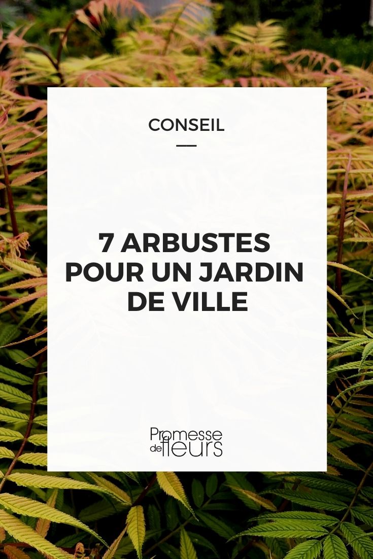 7 Bushes for a City Garden 7 Bushes for a City Garden, Small Garden Bushes