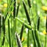 Alopecurus: planting, growing and care