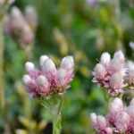 Antennaria: planting, growing, and care