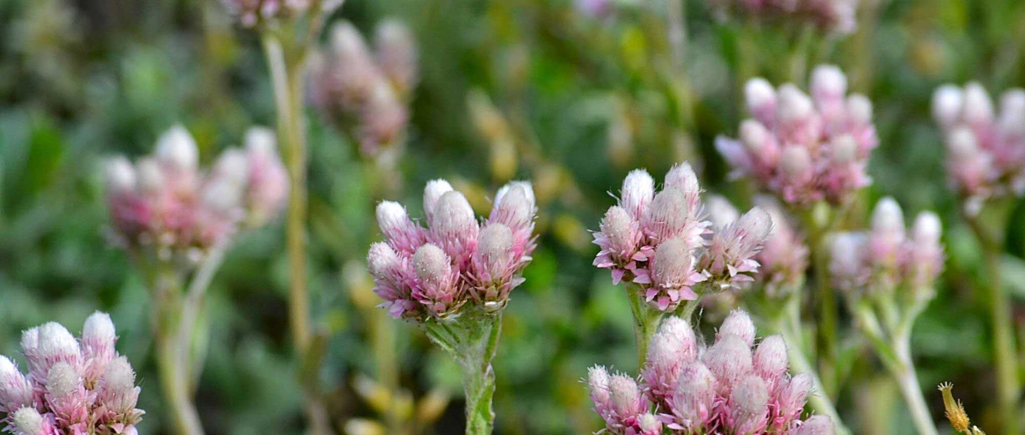 Antennaria: planting, growing, and care