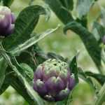 How to choose the right artichoke: buying guide