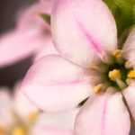 Diosma hirsuta: planting, growing, and caring for it