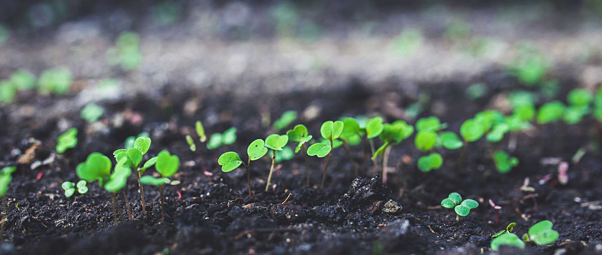 How to sow seeds on seed tape?