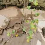 What to do with cardboard in the garden?