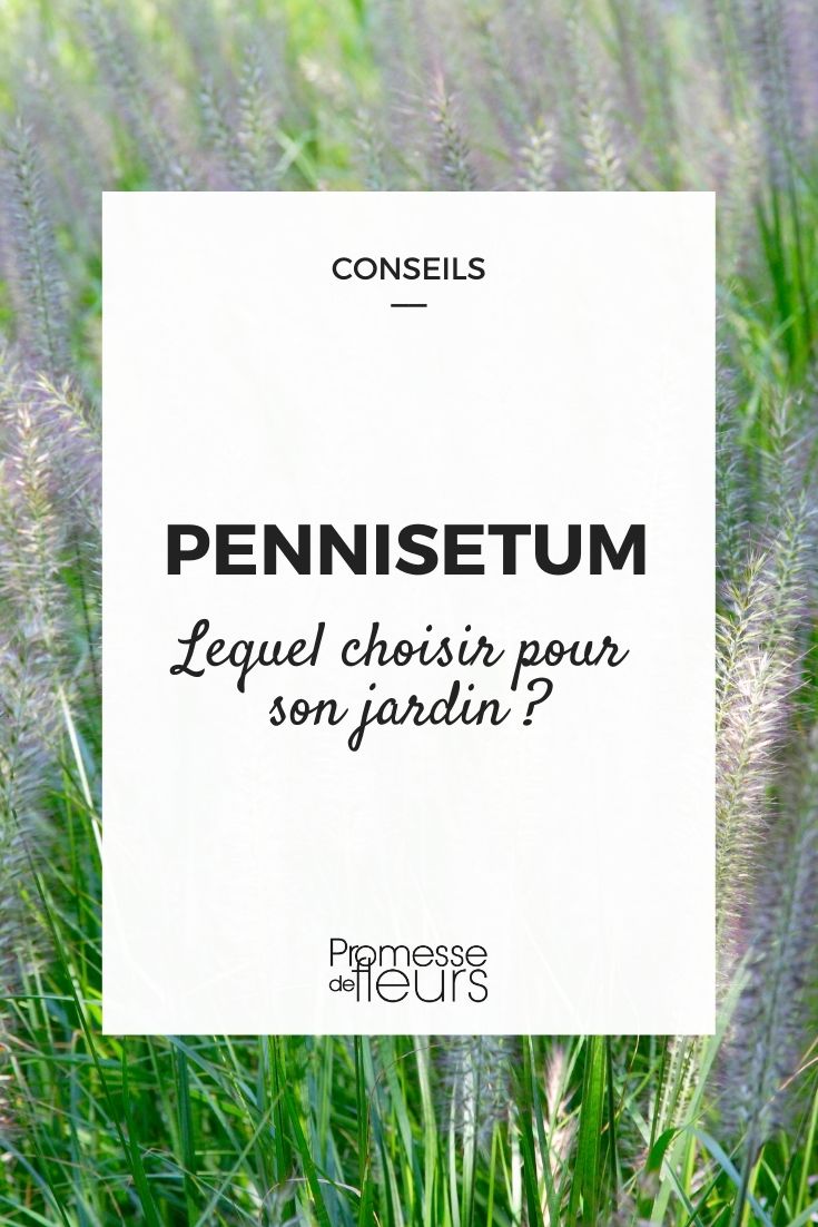 Pennisetum: Buying Guide