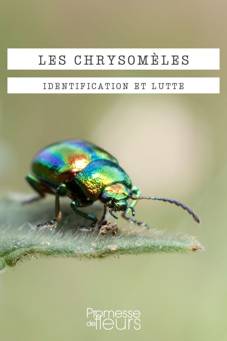 lily beetle chrysomela