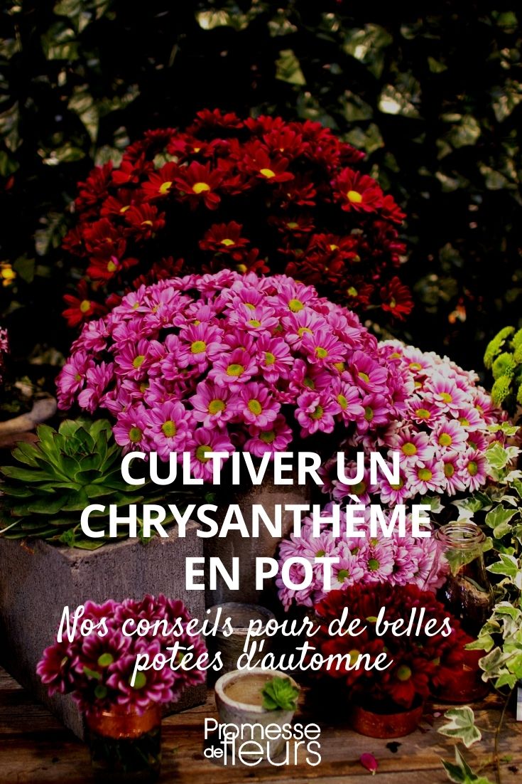 potted chrysanthemum